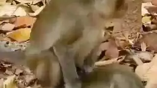 العجب القبيح