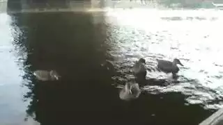 افلام اسرائيل قديم عنف وضرب وغزة داخل الكيس