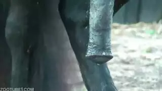 ذيل حصان العضلات في احسن الاحوال