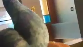 جليسه اطفال الديك الكبير دسار