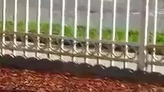 لاتينا صغيرة في شرجية بوضعية كلب هاردكور