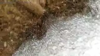 لعب شرج سحاقي يتحول إلى ولعق مهبل جماعي