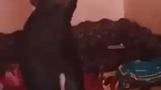 يخرج بزازه اخته