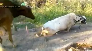 زوجة في الثلاثية مضحك حسي