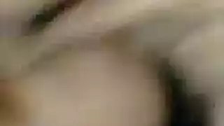 حمار عشيق