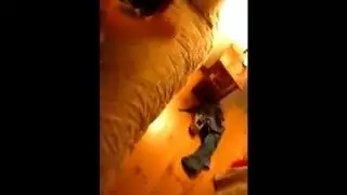 رجل ينيك انثى الجاموس رجل ينيك انثى الجاموس