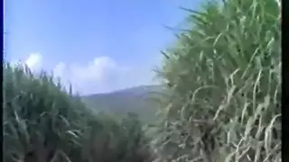 إنهم يعبثون مع العبيد في المزرعة إنهم يعبثون مع العبيد في المزرعة