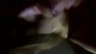 هامستر اكس عراقي